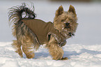 laufender Yorkshire Terrier