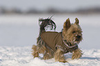 laufender Yorkshire Terrier