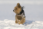 laufender Yorkshire Terrier