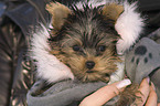 Yorkshire Terrier Welpe