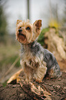 sitzender Yorkshire Terrier