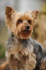 Yorkshire Terrier Portrait