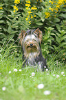 sitzender Yorkshire Terrier