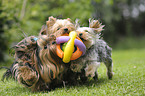 spielende Yorkshire Terrier