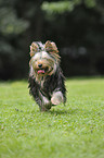 rennender Yorkshire Terrier