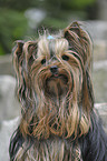 Yorkshire Terrier Portrait