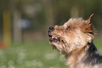 Yorkshire Terrier Portrait