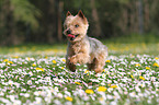 rennender Yorkshire Terrier