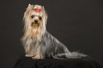 sitzender Yorkshire Terrier