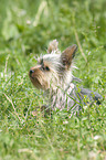 Yorkshire Terrier Portrait