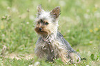 sitzender Yorkshire Terrier