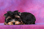 Yorkshire Terrier Welpe