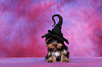 Yorkshire Terrier Welpe