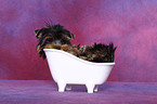 Yorkshire Terrier Welpe