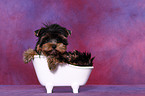 Yorkshire Terrier Welpe