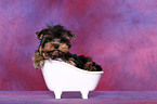 Yorkshire Terrier Welpe