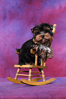 Yorkshire Terrier Welpe