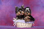 Yorkshire Terrier Welpen