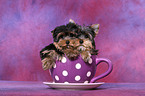 Yorkshire Terrier Welpen