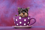 Yorkshire Terrier Welpe