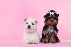 West Highland White Terrier und Yorkshire Terrier Welpe