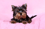 Yorkshire Terrier Welpe