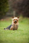 sitzender Yorkshire Terrier