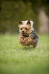 rennender Yorkshire Terrier