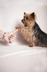 Yorkshire Terrier gibt Pftchen