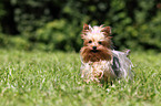 rennender Yorkshire Terrier