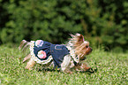 rennender Yorkshire Terrier