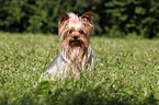 sitzender Yorkshire Terrier