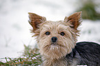 Yorkshire Terrier Portrait