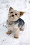 sitzender Yorkshire Terrier