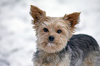 Yorkshire Terrier Portrait