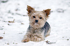 liegender Yorkshire Terrier