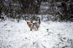 pinkelnder Yorkshire Terrier