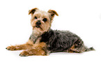 liegender Yorkshire Terrier