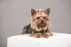 liegender Yorkshire Terrier