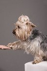 Yorkshire Terrier gibt Pftchen