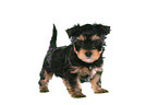 stehender Yorkshire Terrier Welpe