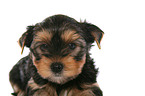 Yorkshire Terrier Welpe im Portrait