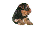 liegender Yorkshire Terrier Welpe