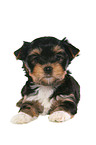 liegender Yorkshire Terrier Welpe