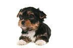 liegender Yorkshire Terrier Welpe