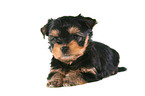 liegender Yorkshire Terrier Welpe