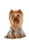 sitzender Yorkshire Terrier