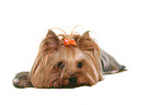 liegender Yorkshire Terrier