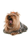 ghnender Yorkshire Terrier