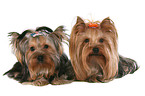 2 Yorkshire Terrier